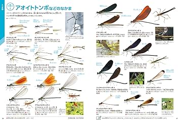 Amazon.com: 昆虫 新版 (学研の図鑑LIVE(ライブ)): 9784052051760