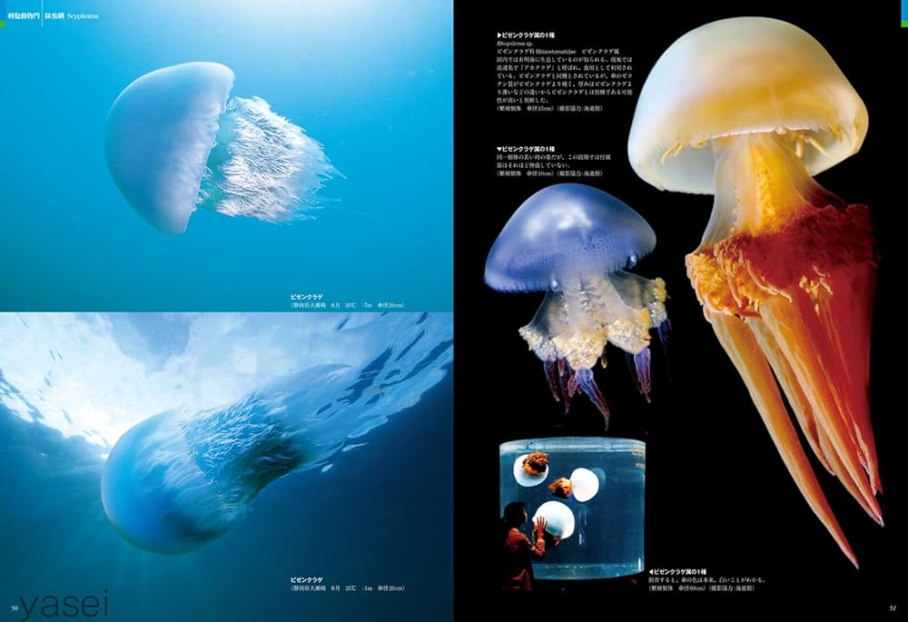 日本クラゲ大図鑑 | 峯水亮, 久保田信, 平野弥生, ドゥーグル