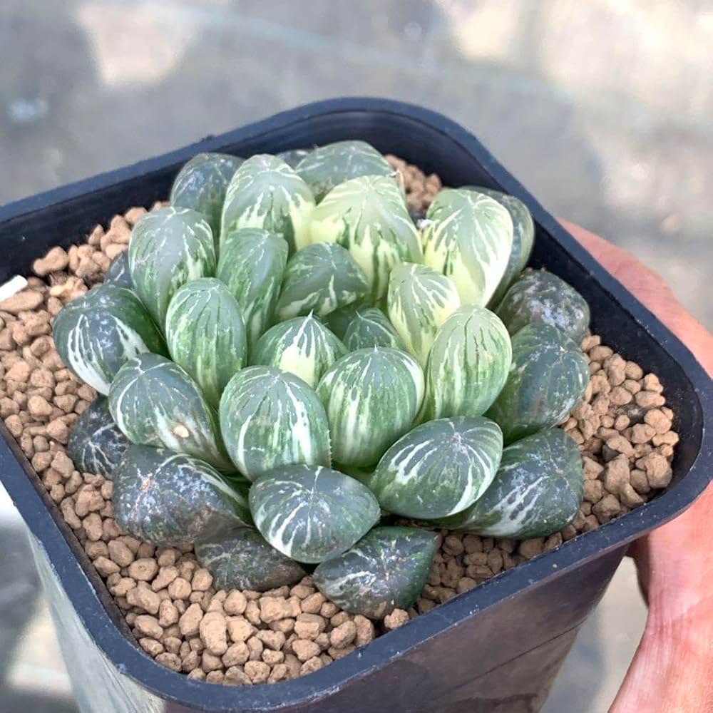 Amazon｜多肉植物 ハオルチア オブツーサ錦 舞姫｜観葉植物 オンライン通販