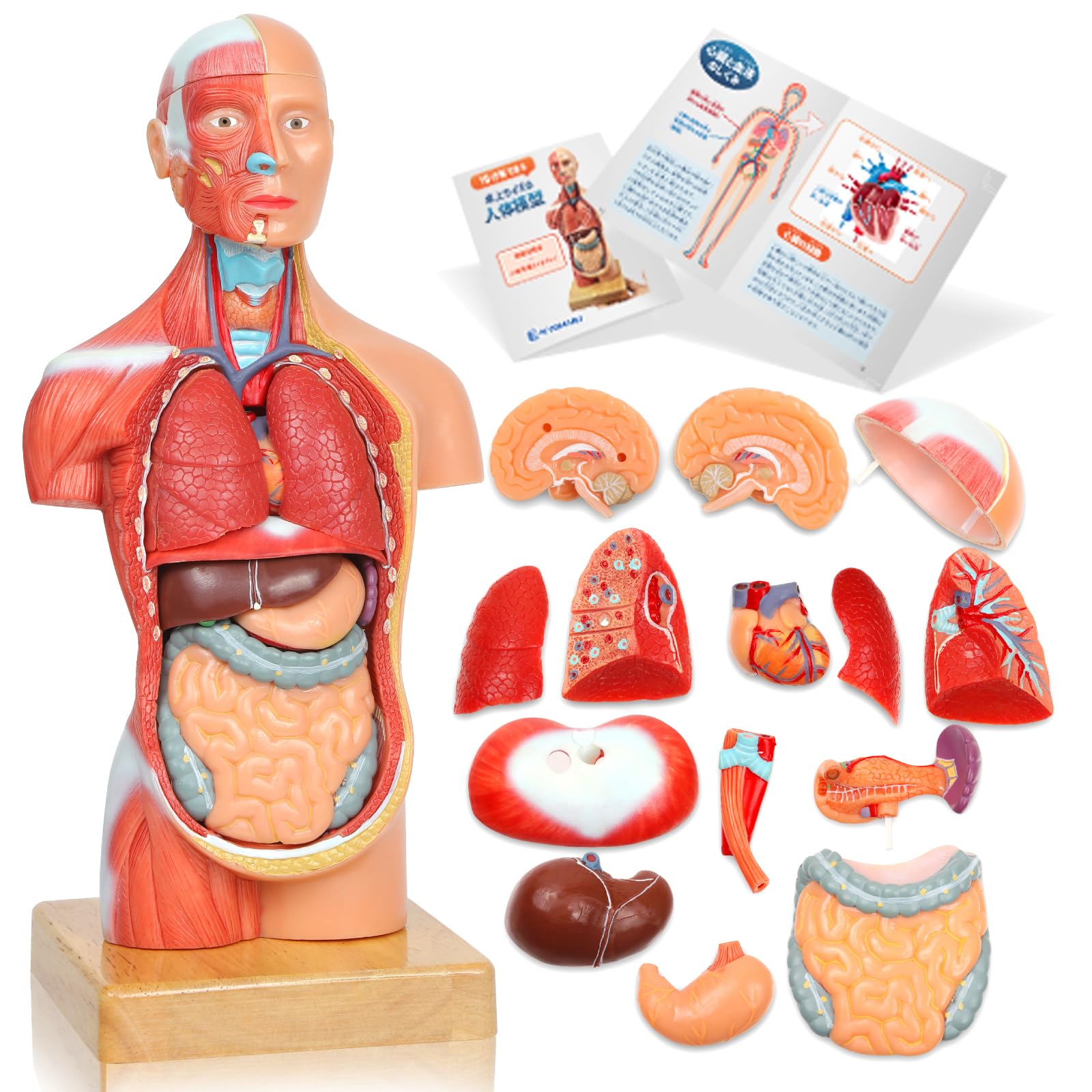 Amazon.co.jp: KIYOMARU 27cm解剖人体模型 ソフトな質感で15分解 理学