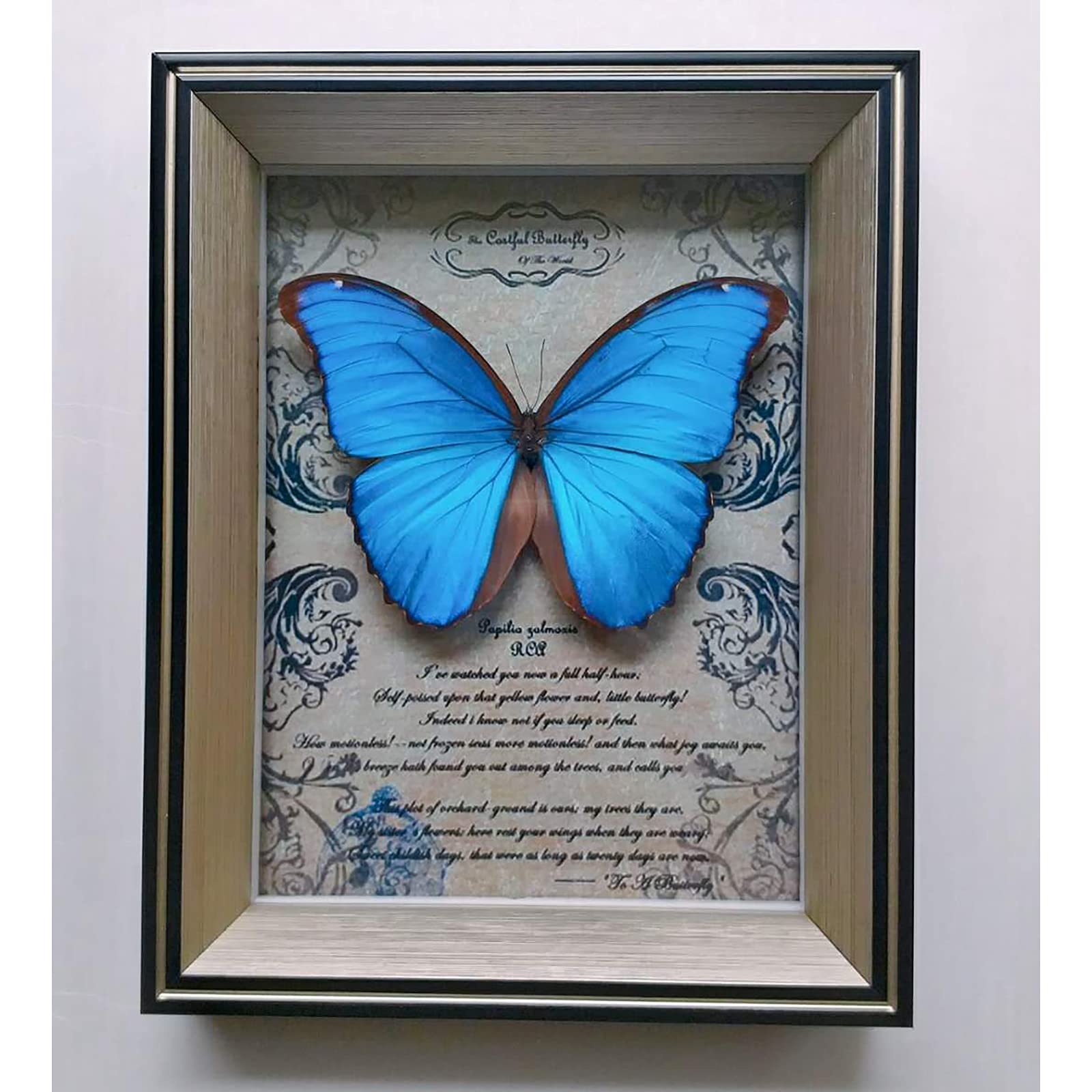 Amazon.co.jp: ジャイアントブルーモルフォ蝶標本、本物の