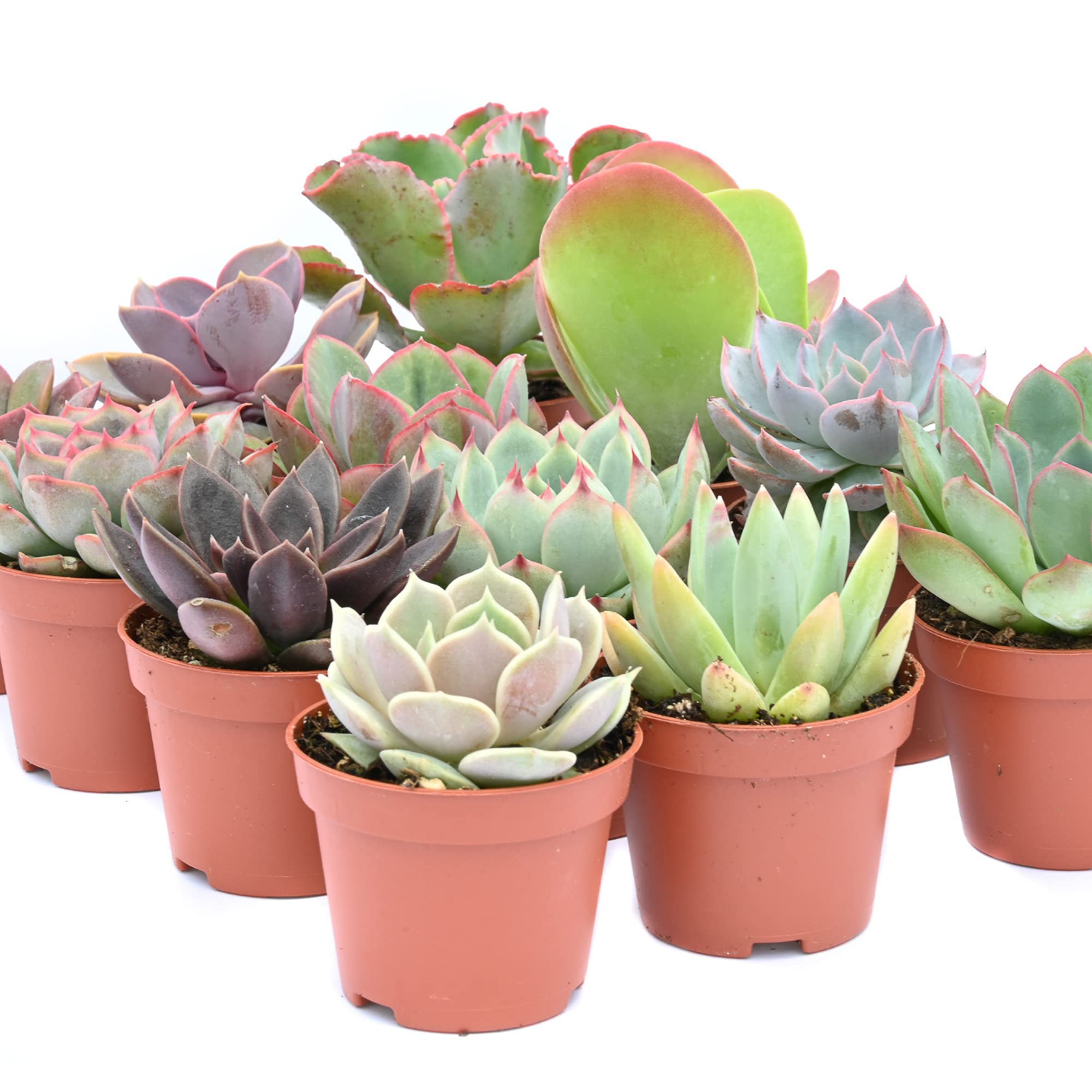Amazon.com : Colorful Succulents (12 Pack) - Assorted 2 Inch