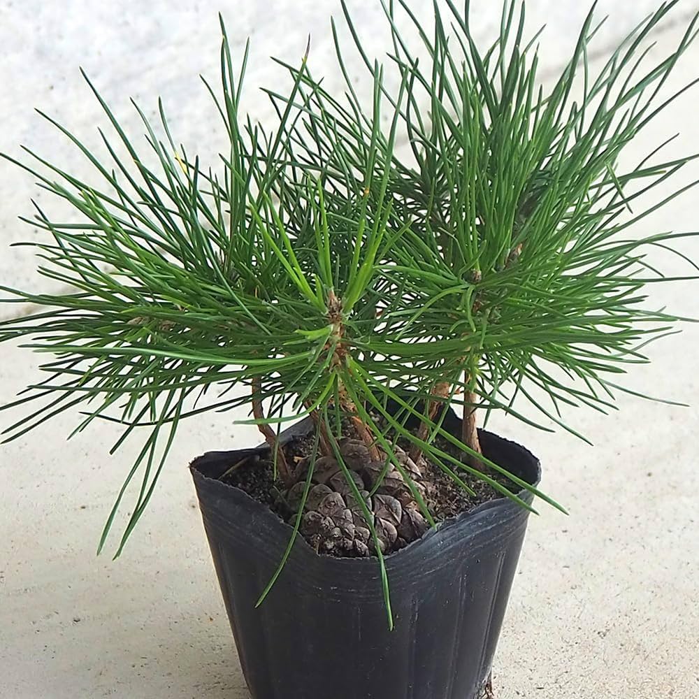 Amazon.co.jp: ITANSE ぼっくり松 3号 1個【品種で選べる盆栽