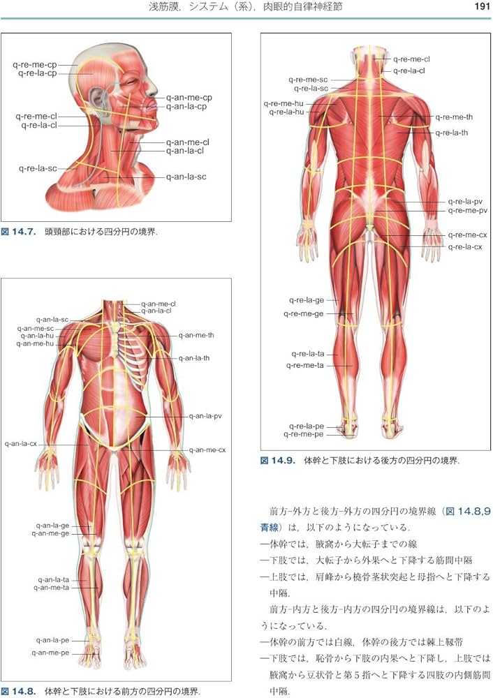 内部機能障害への筋膜マニピュレーション 実践編 | Luigi Stecco