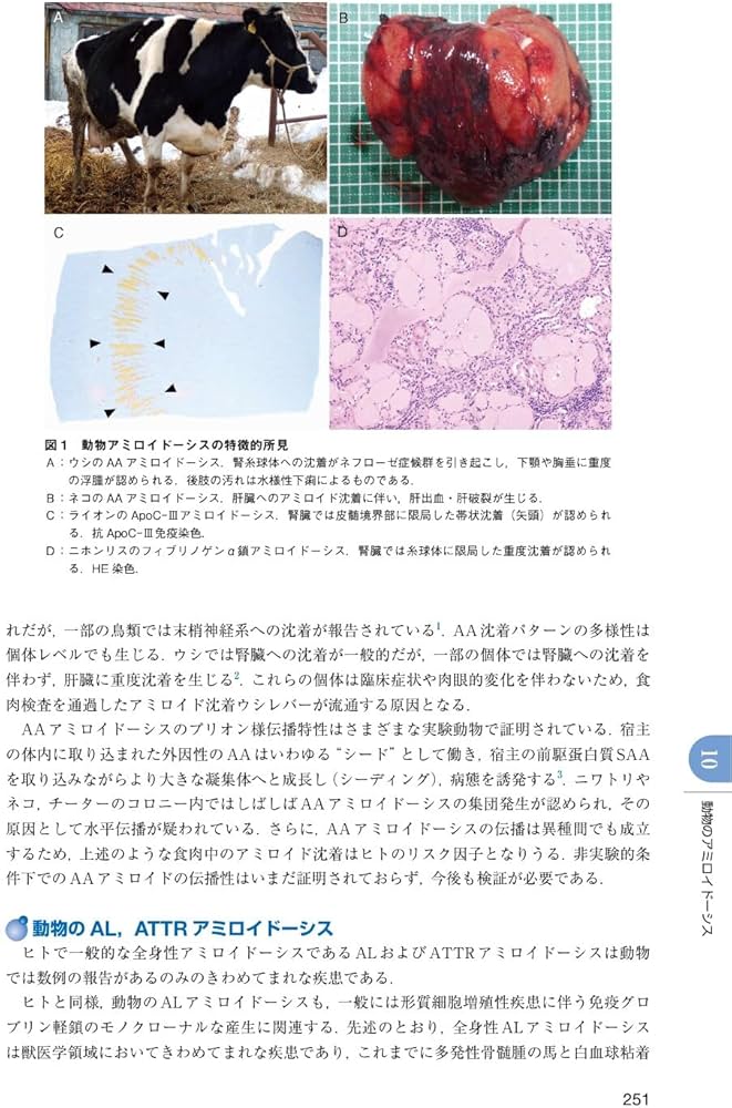 アミロイドーシス診療ガイドライン2025 | 日本アミロイドーシス学会