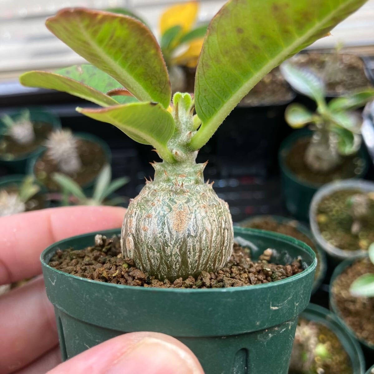 Amazon｜パキポディウム ウィンゾリー 実生 まん丸 塊根植物