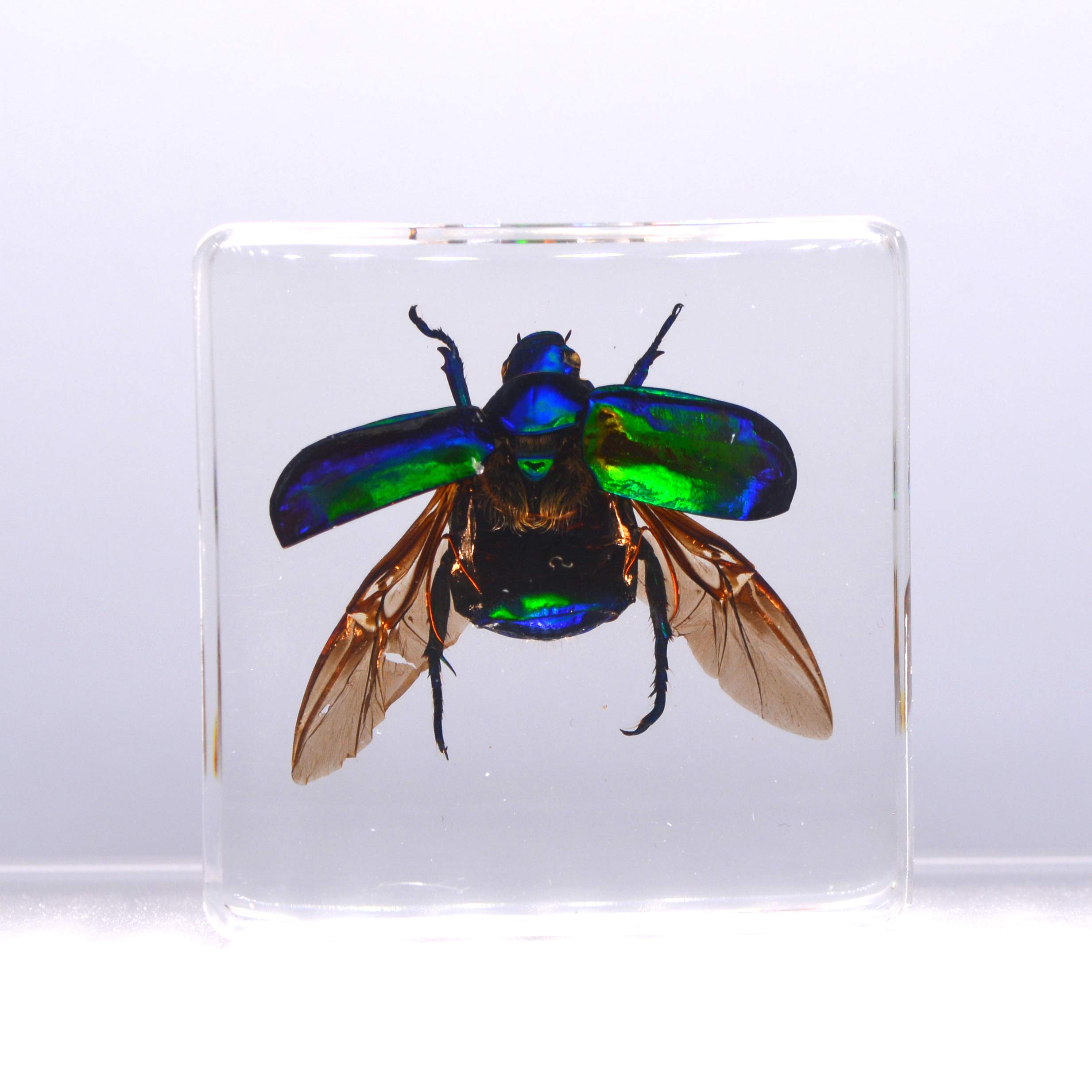 Amazon | [透明標本制作所]樹脂封入 標本 コガネムシ Bタイプ スカラベ