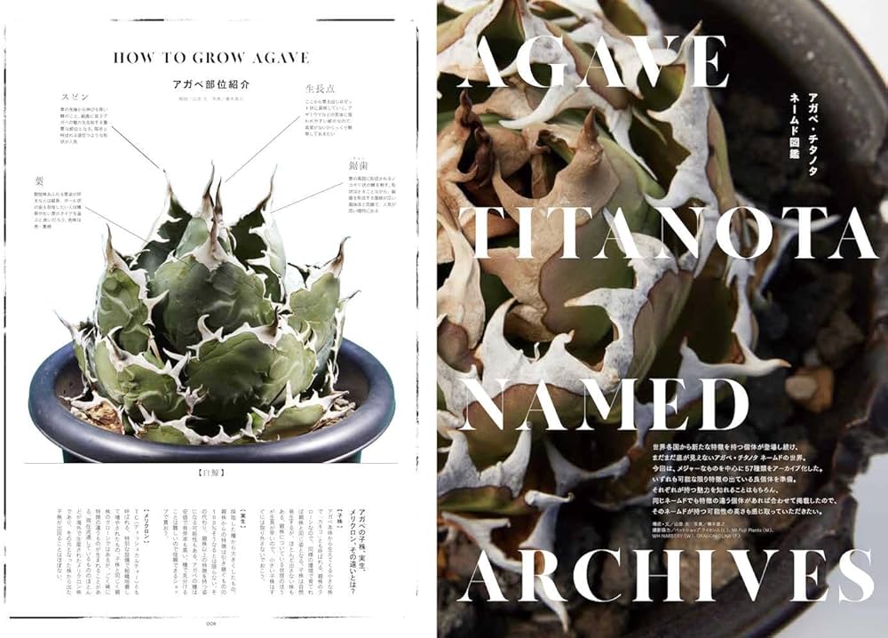 INDOOR JUNGLE（インドアジャングル） No.01 | INDOOR JUNGLE 編集部