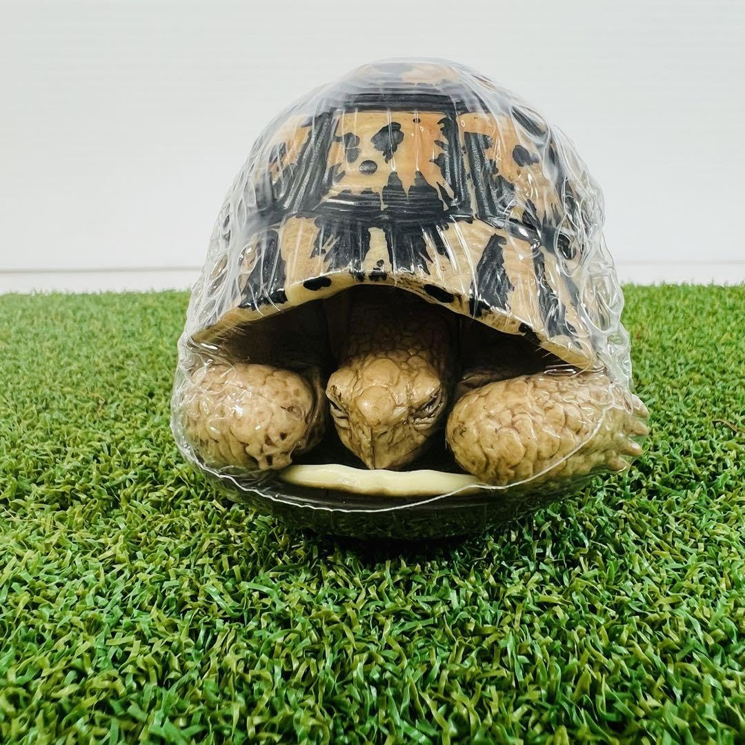 Amazon.co.jp: いきもの大図鑑 かめ カメ ギリシャリクガメ 爬虫類