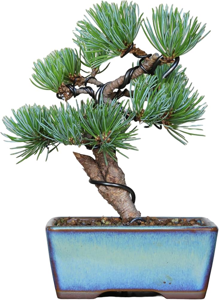 Amazon.co.jp: 那須五葉松 八房品種『那須娘』小品盆栽【泰寿園 Online