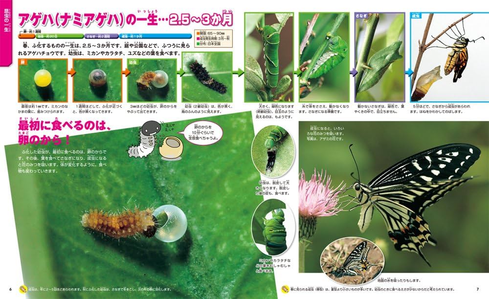 Amazon.co.jp: 一生の図鑑 (ニューワイド学研の図鑑i(アイ)) : 今泉