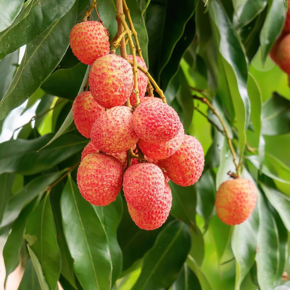 Amazon.co.jp: ITANSE ライチ ジャカパット 4号 1個売り 品種で