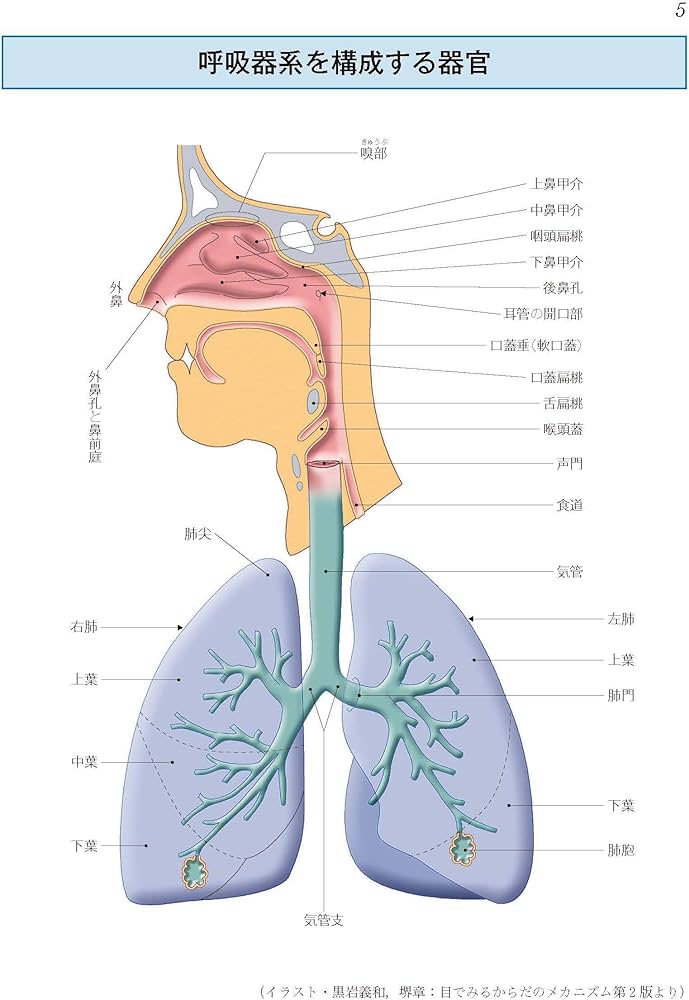 図解 看護・医学事典 第8版 | 井部 俊子 |本 | 通販 | Amazon