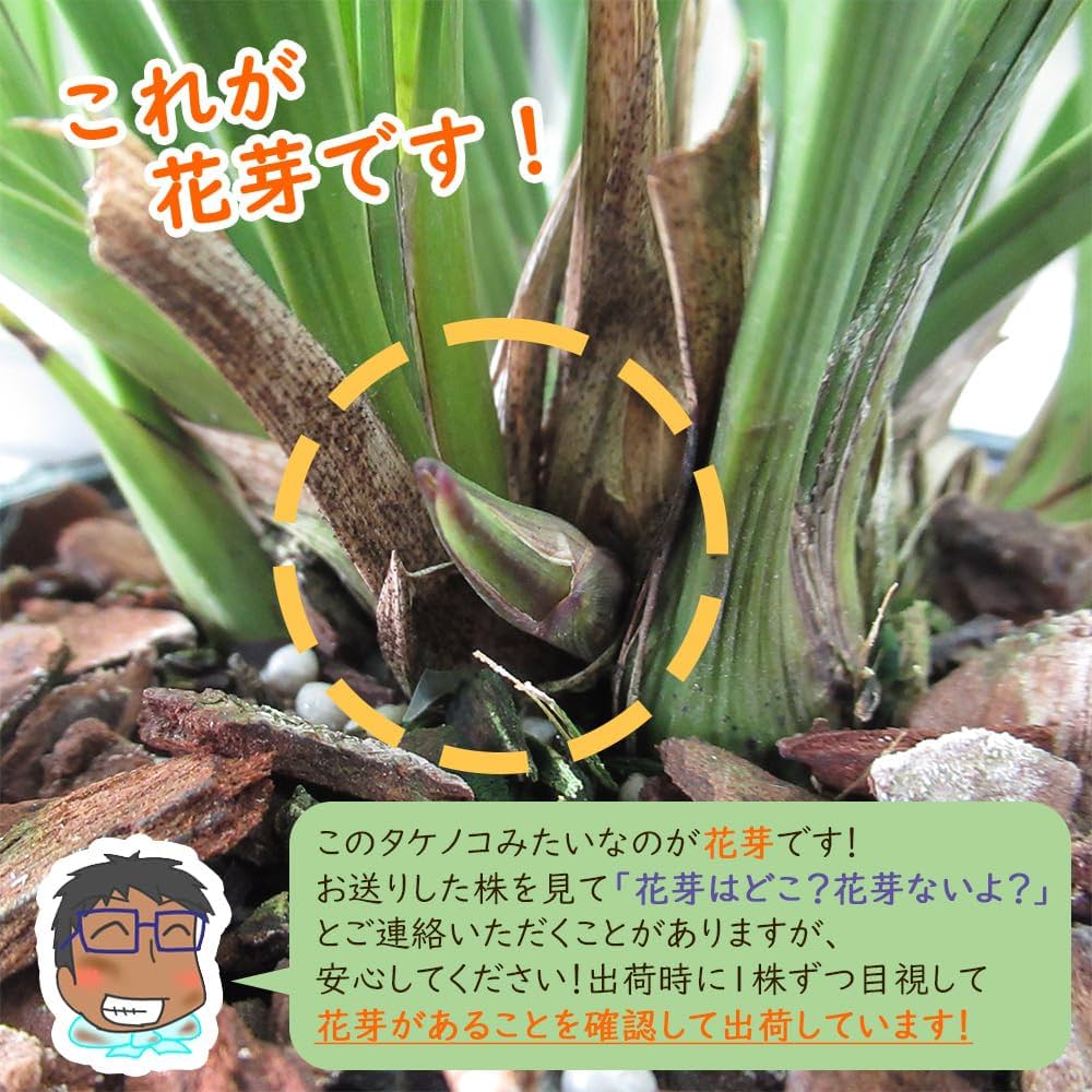 Amazon.co.jp: 【 花芽2個付き 】キンリョウヘン 苗 花（ 金稜辺