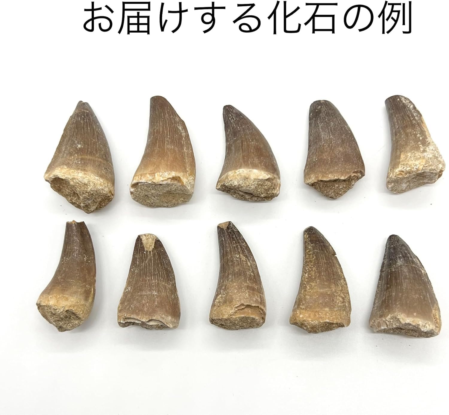 Amazon | つくしサイエンス モササウルスの歯 約25mm 化石 標本ケース