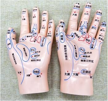 Amazon.co.jp: 耳と手と足の経穴モデル、中国医学の経穴モデル鍼耳