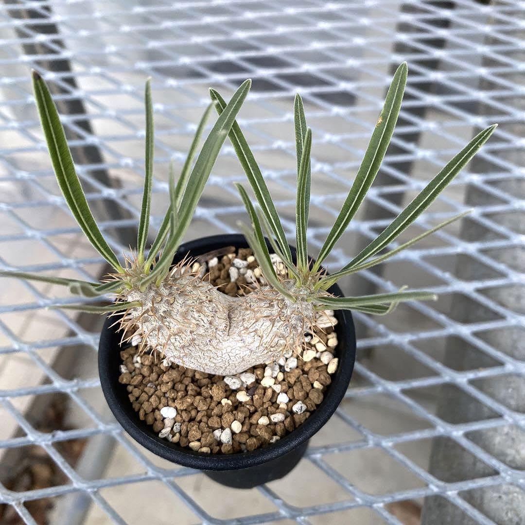 Amazon.co.jp: パキポディウム グラキリス 実生 2頭 塊根幅約5cm 抜き