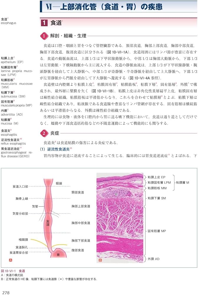 歯学生のための基礎病理学 | 髙田 隆, 豊澤 悟, 田沼 順一, 岡田 康男