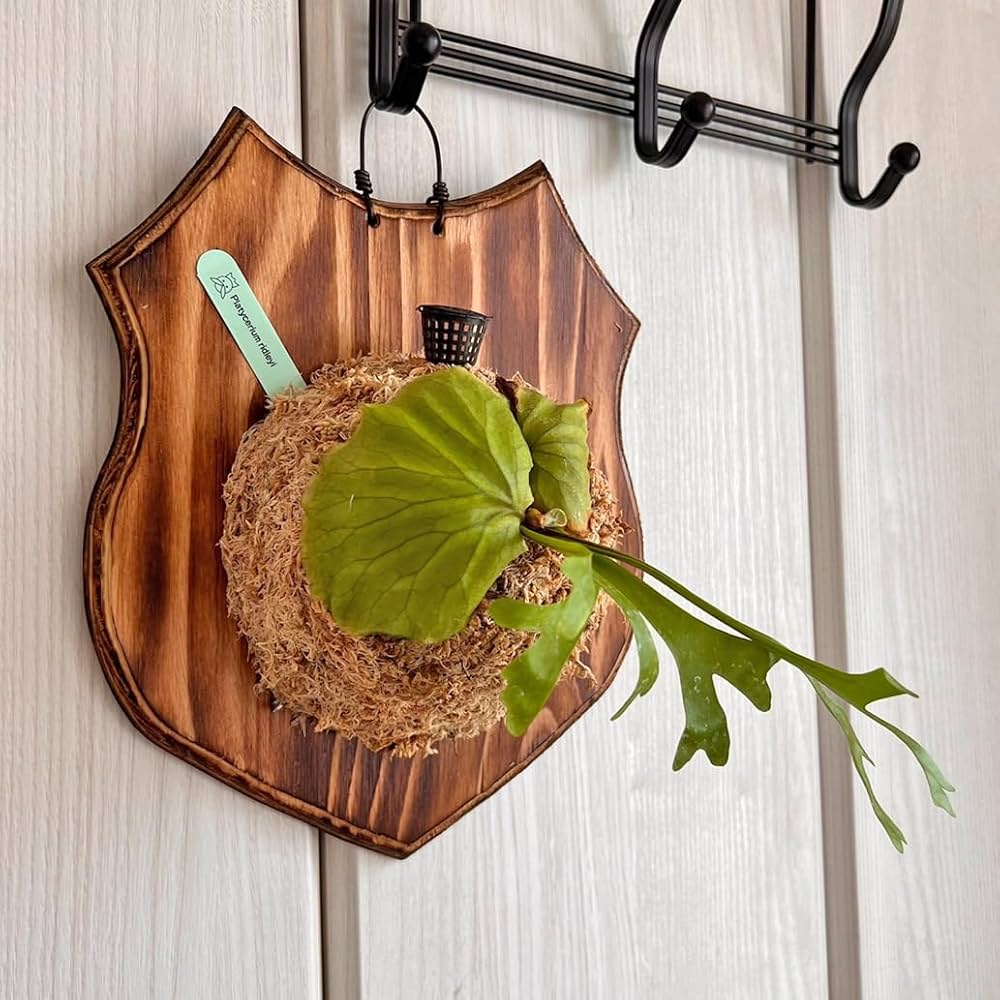 Amazon.co.jp: 【おしゃれな壁掛け観葉植物】ビカクシダ リドレイ 板付