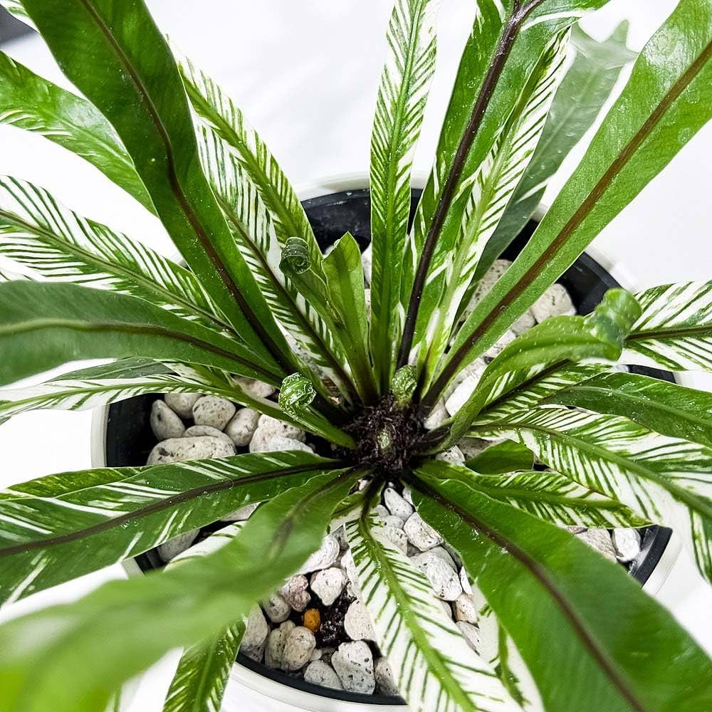 Amazon｜PLANCHU 観葉植物 アスプレニウム ニダス バリエガータ 4号鉢