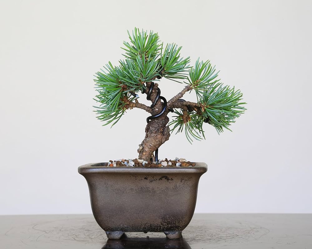 Amazon.co.jp: 那須五葉松 八房品種『那須娘』ミニ盆栽【泰寿園 Online