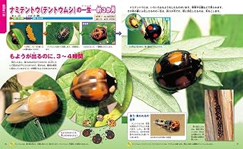 Amazon.co.jp: 一生の図鑑 (ニューワイド学研の図鑑i(アイ)) : 今泉