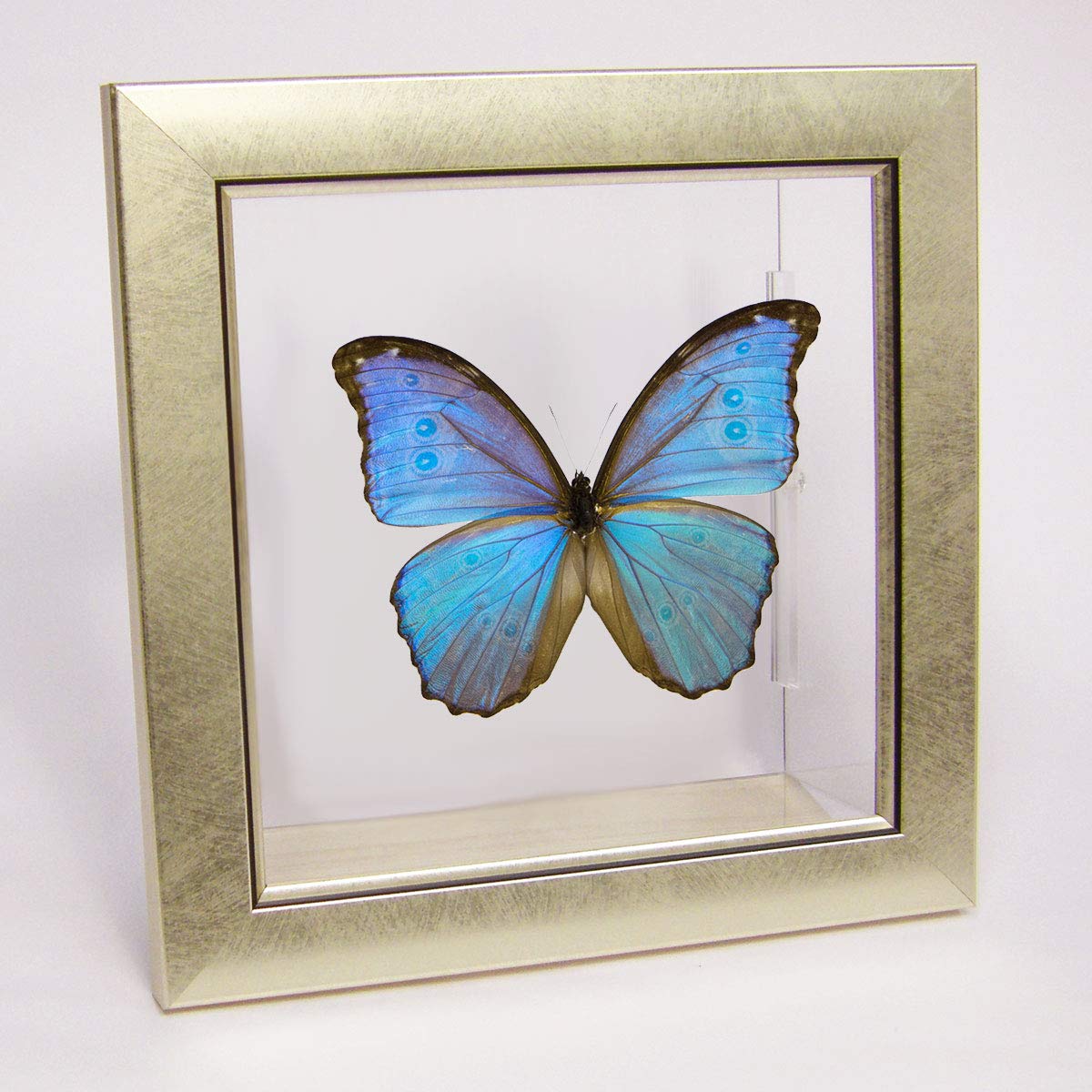 Amazon.co.jp: 蝶の標本 ゴダルティモルフォ ペルー産 メタリック調