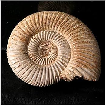 Amazon.co.jp: アンモナイト化石天然古生物学化石標本宝石宝石