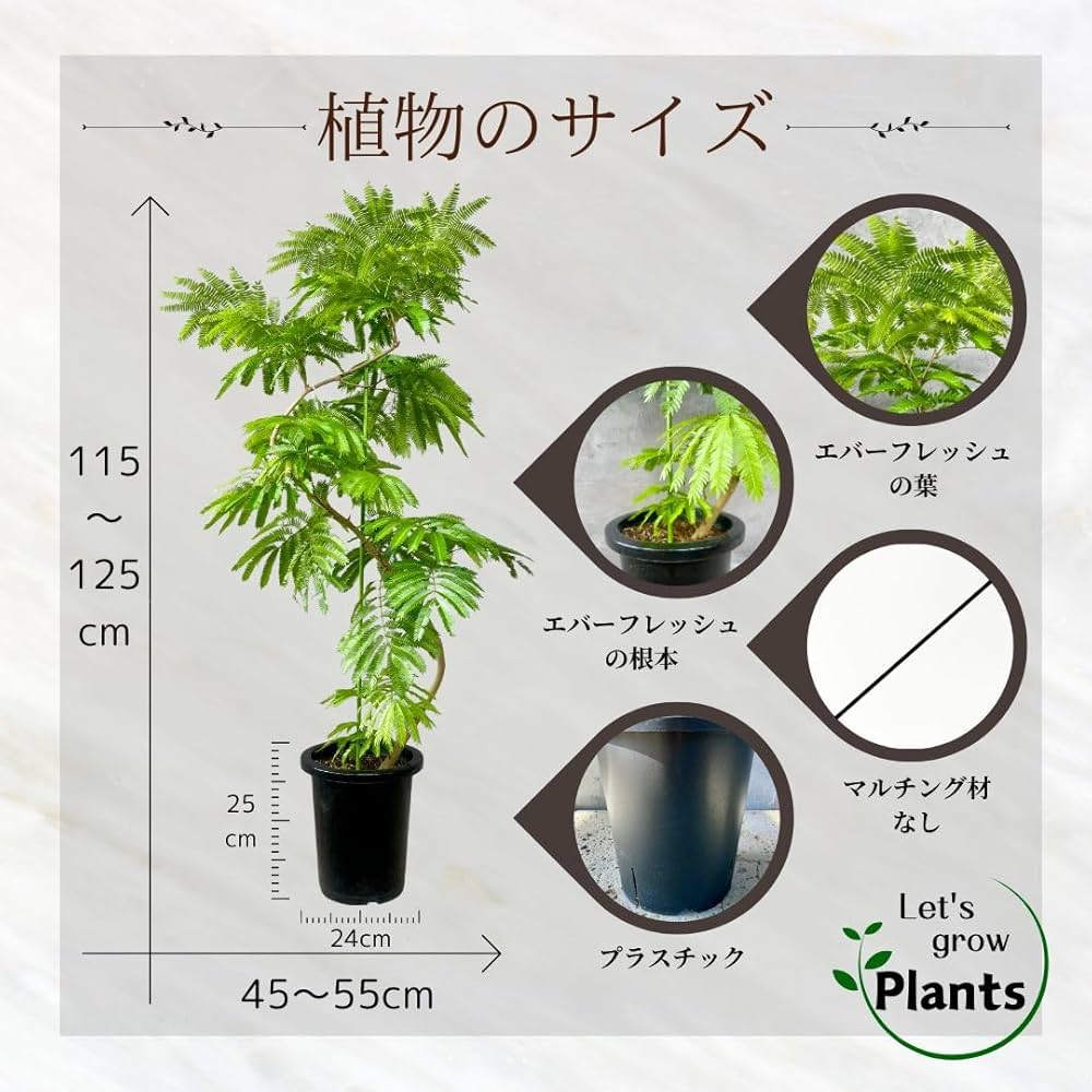 Amazon｜SUZUHA 観葉植物 本物 エバーフレッシュ 曲がり仕立て 8号