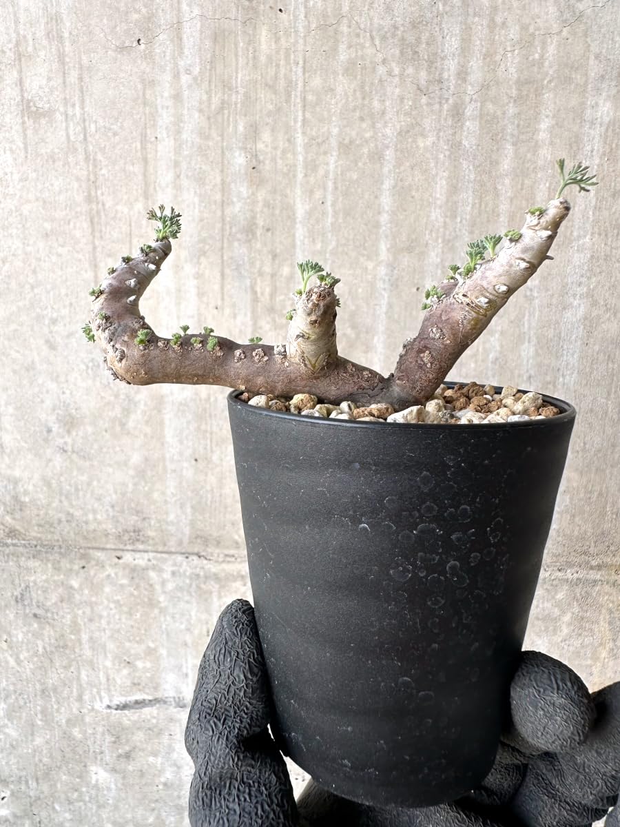 Amazon｜【現品限り】サルコカウロン・ムルチフィズム 現地株 おそらく