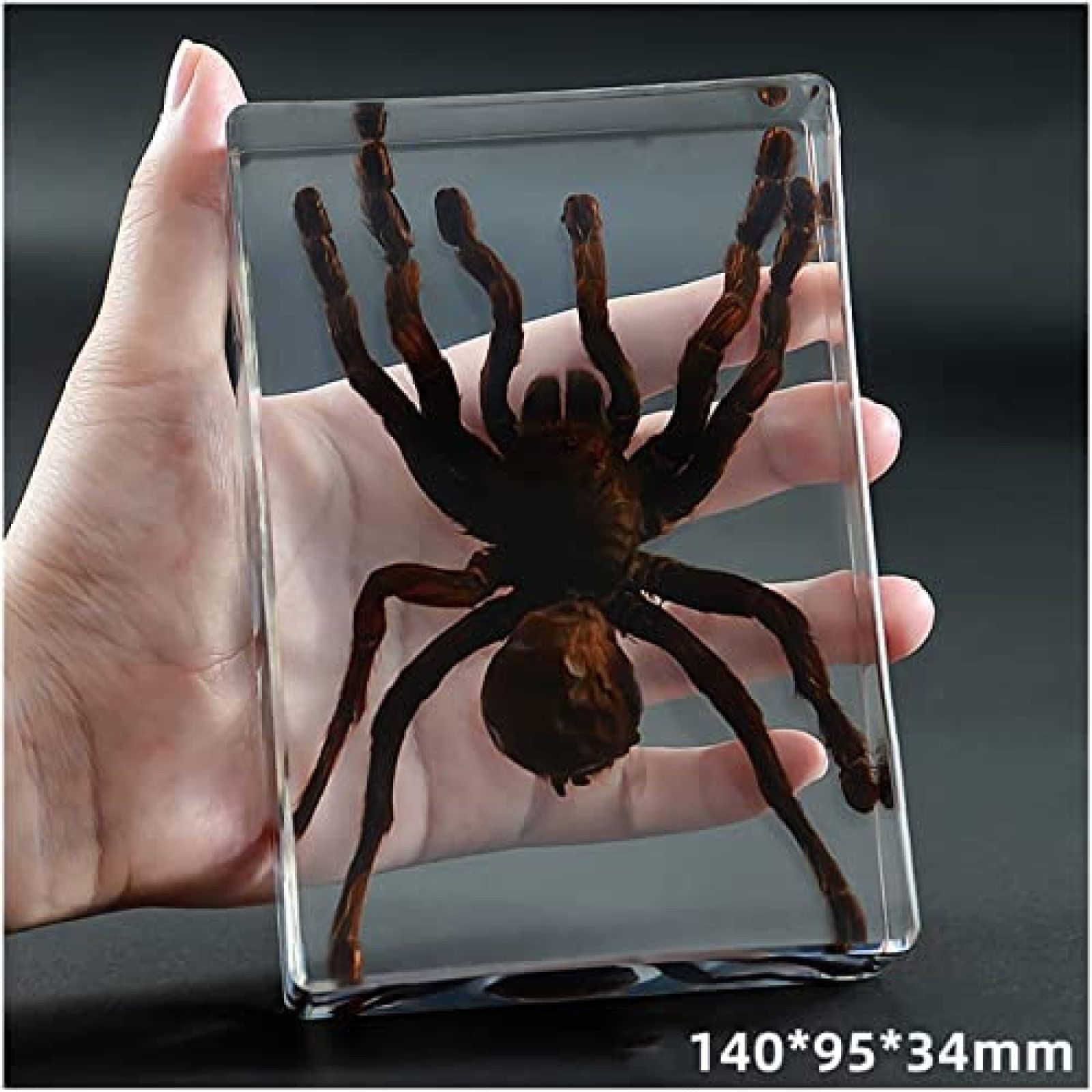 Amazon.co.jp: タランチュラ標本、本物の昆虫クモ標本、剥製樹脂デスク