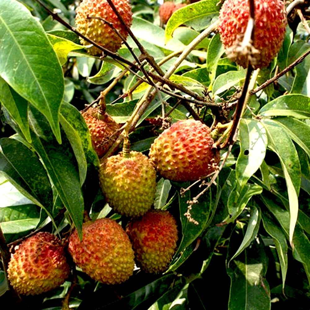 Amazon.co.jp: ITANSE ライチ 玉荷包 4.5号 1個売り 品種で