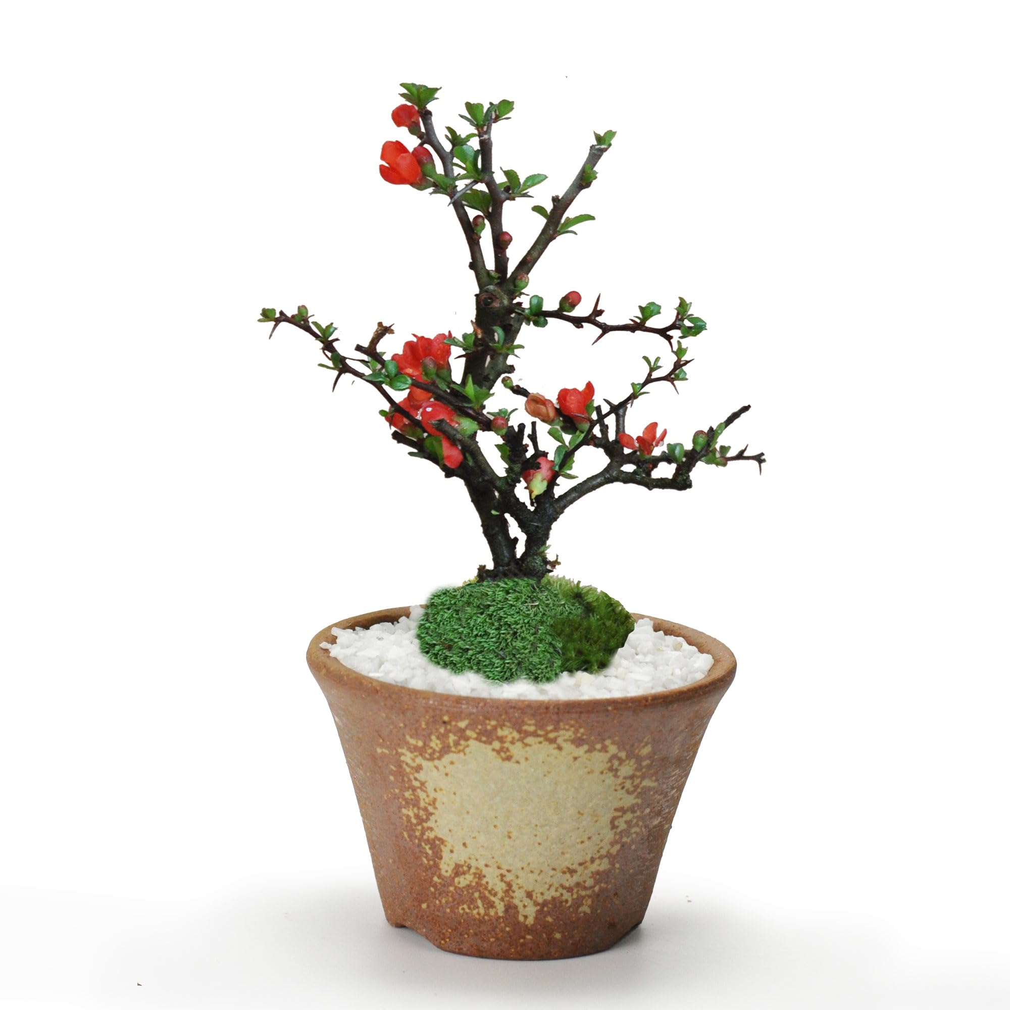 Amazon.co.jp: 盆栽妙 長寿梅 茶丸 ミニ盆栽 花 鉢植 プレゼント