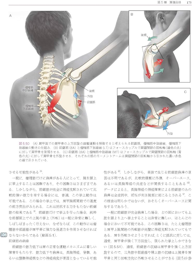 筋骨格系のキネシオロジー 原著第3版 | Donald A.Neumann, P.D.Andrew
