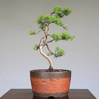 Amazon.co.jp: 糸魚川真柏 文人調 小品盆栽【泰寿園 Online】 : DIY