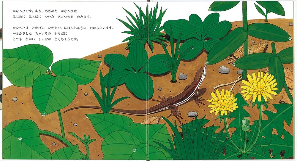 Amazon.co.jp: かなへび (かがくのとも絵本) : 竹中 践, 石森 愛彦: 本