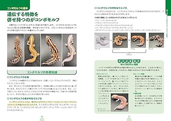 モルフ図鑑 ニシアフリカトカゲモドキ 心ときめく体色や模様の魅力