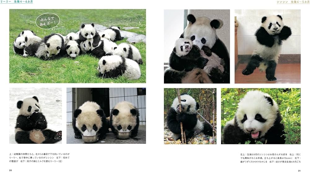 ずっと一緒 リーリーとシンシン | 日本パンダ保護協会 |本 | 通販 | Amazon