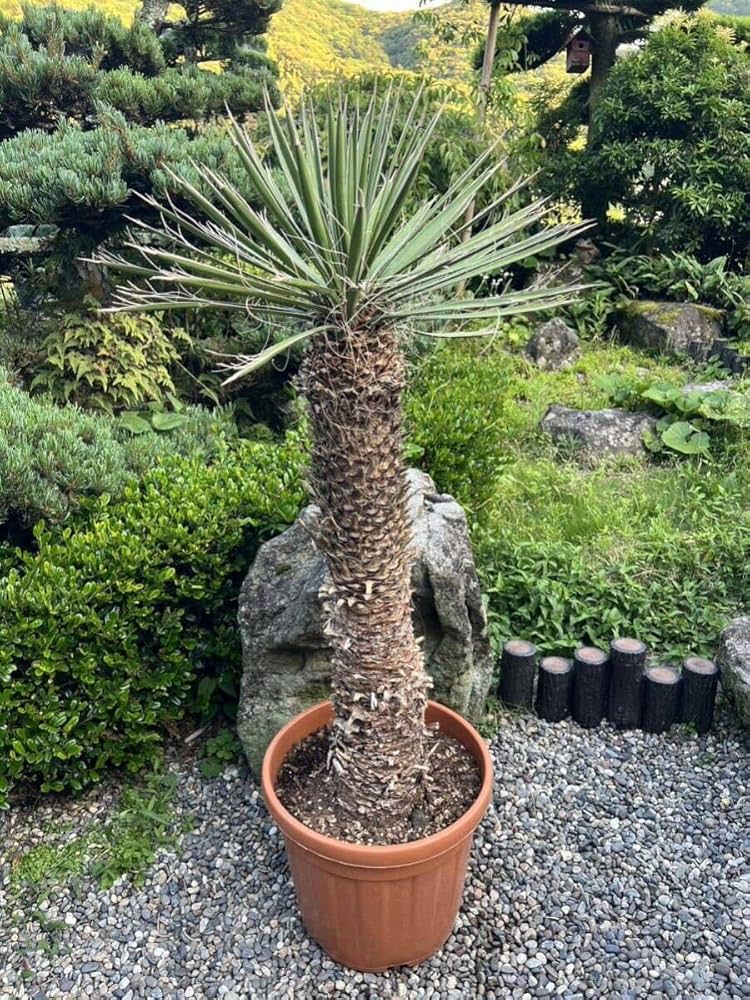 Amazon.co.jp: 極太 1m36cm ユッカ フィリフェラ 耐寒性ー15 ドライ