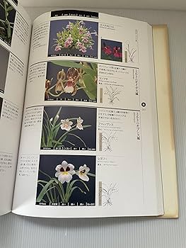 原種洋蘭大図鑑 | 白石 茂 |本 | 通販 | Amazon