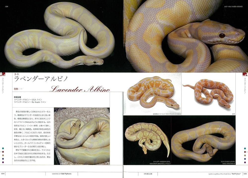 81GjBc7Ht-L._AC_UF1000,