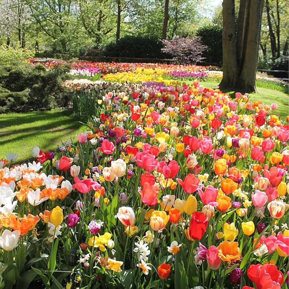 Amazon | ごちゃまぜ てんこ盛り おまかせチューリップ 球根 500球
