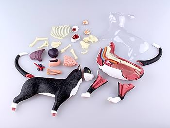 81LeC7ZjW9L._AC_UF350,