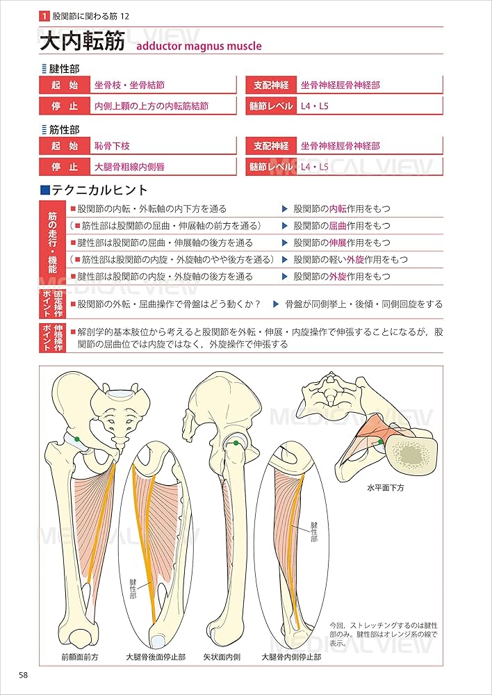 セラピストのための 機能解剖学的ストレッチング 下肢・体幹 | 鵜飼