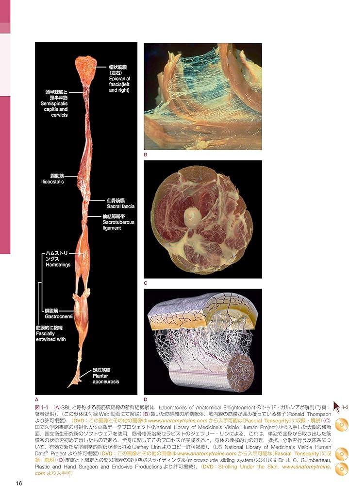 アナトミー・トレイン [Web動画付] 第3版: 徒手運動療法のための筋筋膜