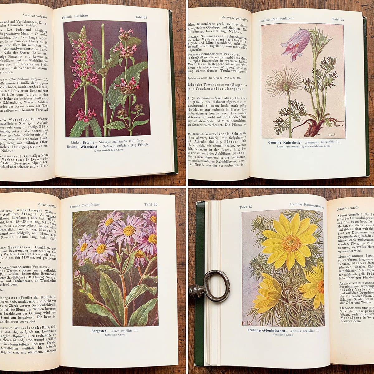 NO.248 古書 洋書 絵本 ドイツ植物図鑑 ボタニカルアート 野花 【公式