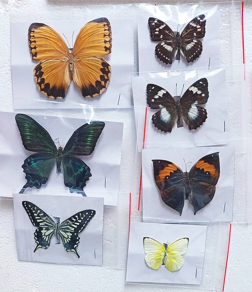 Amazon.co.jp: フレーム入り 死の頭 蛾標本 - 昆虫昆虫学ディスプレイ