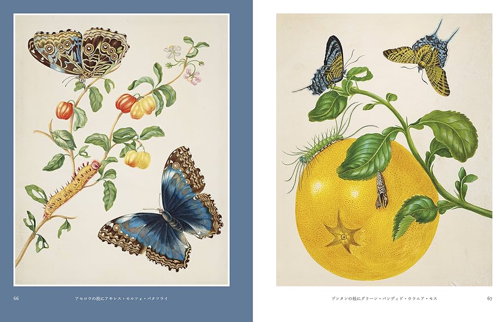 Amazon.co.jp: マリア・シビラ・メーリアン作品集 Butterflies