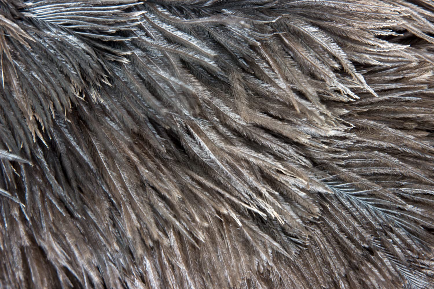 Amazon | ESCI 【日本製】最高級の手造り毛ばたき! オーストリッチ羽毛