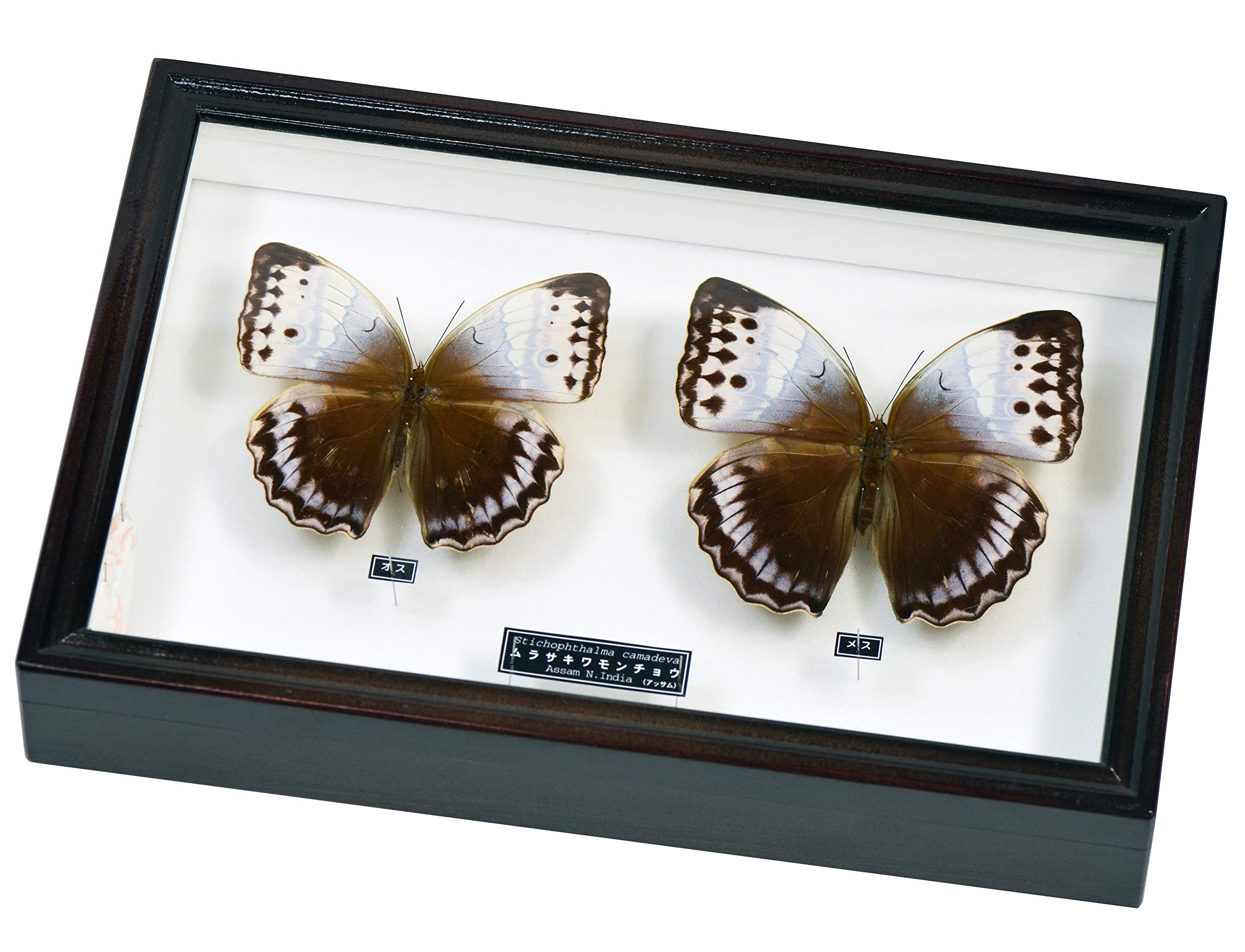 ☆『まみふぁ☆ムラサキシキブジャノメチョウ ♂標本 ☆『まみふぁ